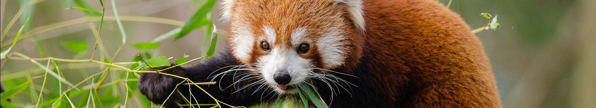 Red panda 18527891920